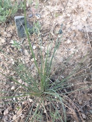Allium barsczewskii