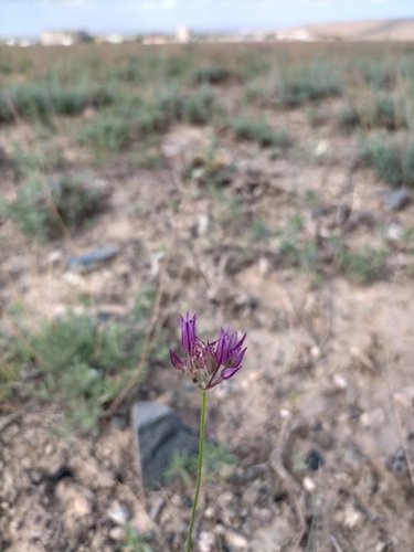 Allium barsczewskii, photograph 5
