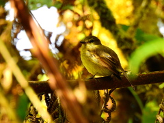 Myiophobus flavicans