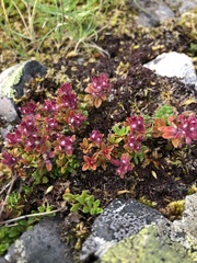Thymus praecox britannicus