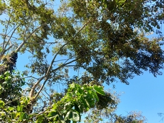 Chrysophyllum cainito