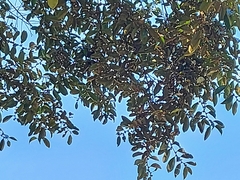 Chrysophyllum cainito