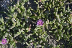 Aizoaceae