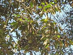 Chrysophyllum cainito