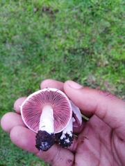 Agaricus