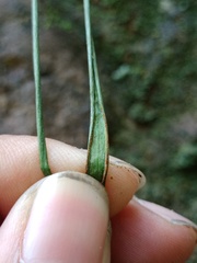 Haplopteris elongata