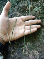 Haplopteris elongata