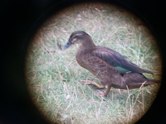 Anas platyrhynchos × Cairina moschata