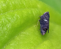 Scaphytopius frontalis