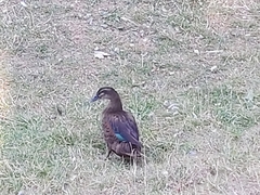 Anas platyrhynchos × Cairina moschata