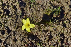 Oxalis burtoniae