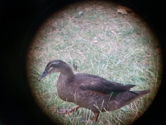 Anas platyrhynchos × Cairina moschata