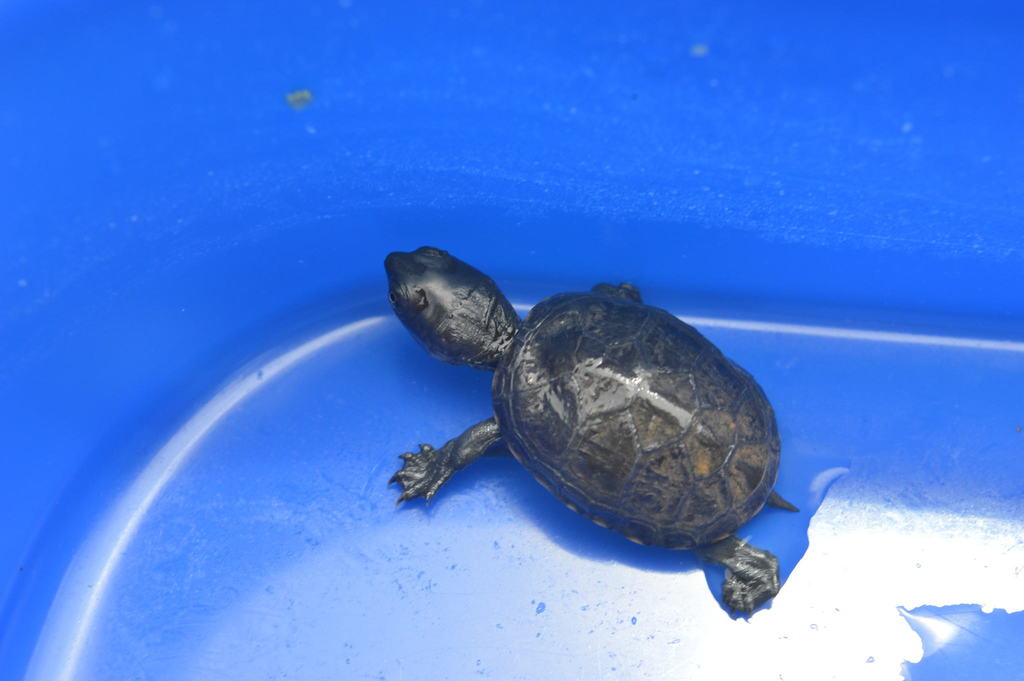 Mexican Mud Turtle from ecocubilete on July 26, 2018 by efrenbiologia ...