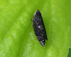 Scaphytopius frontalis