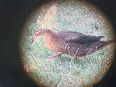 Anas platyrhynchos × Cairina moschata