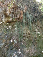 Haplopteris elongata