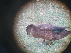 Anas platyrhynchos × Cairina moschata