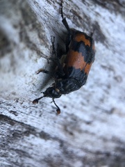 Nicrophorus investigator