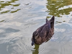Anas platyrhynchos × Cairina moschata