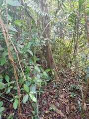 Dioscorea hispida