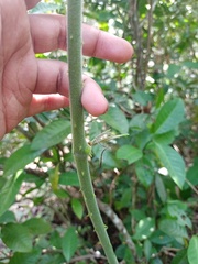 Dioscorea hispida