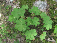 Geranium platypetalum