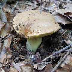 Butyriboletus appendiculatus