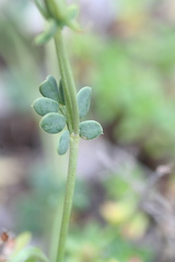 Coronilla vaginalis