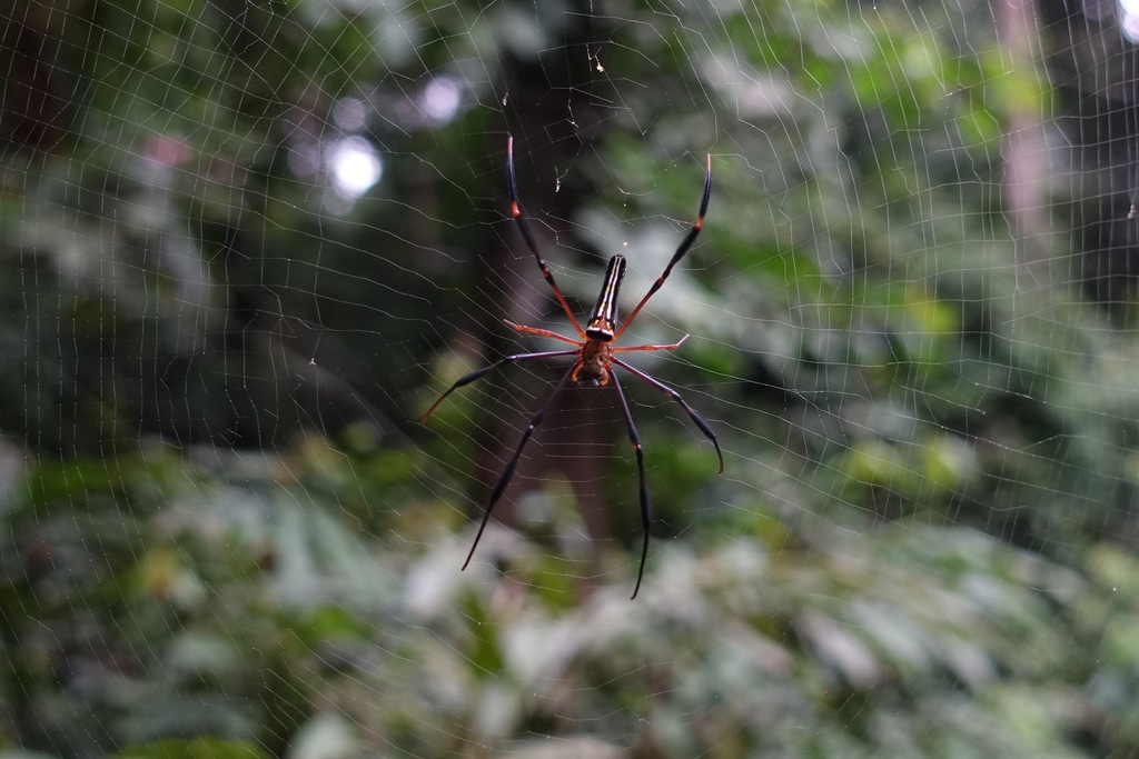 Giant Golden Orbweaver from Lot 20, Block 3, MDLD 3285, Ground Floor ...