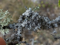 Physcia leptalea