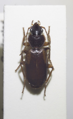Cymindis macularis
