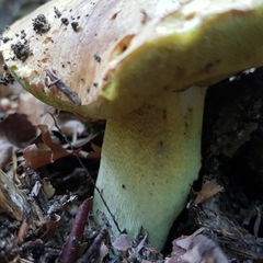 Butyriboletus appendiculatus