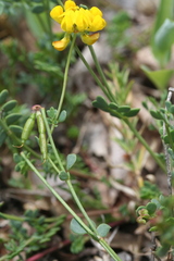Coronilla vaginalis