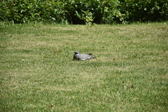Columba palumbus