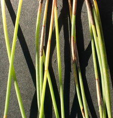 Hypodiscus procurrens