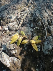 Dischidia major