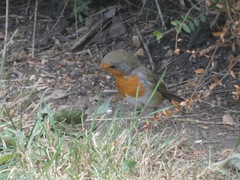 Erithacus rubecula