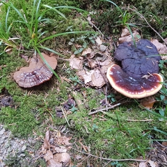 Ganoderma carnosum