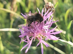Bombus subterraneus