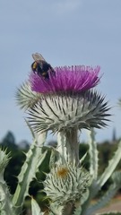 Onopordum acanthium