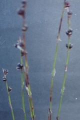 Elegia microcarpa