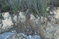 Elegia microcarpa