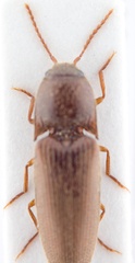 Glyphonyx fusculus