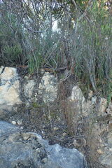 Elegia microcarpa
