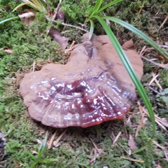 Ganoderma carnosum