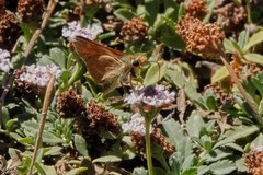 Ochlodes agricola
