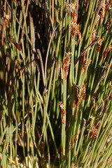 Hypodiscus procurrens