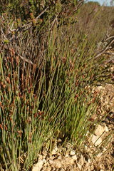 Hypodiscus procurrens