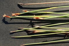 Hypodiscus procurrens