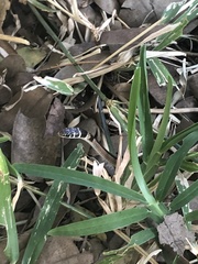 Psammophis angolensis